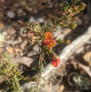 Dillwynia phylicoides at Lake George, NSW - 27 Sep 2021