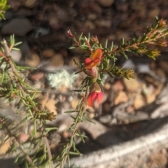 Dillwynia phylicoides at Lake George, NSW - 27 Sep 2021
