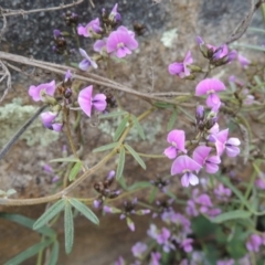 Glycine clandestina (Twining Glycine) at Conder, ACT - 17 Sep 2021 by michaelb