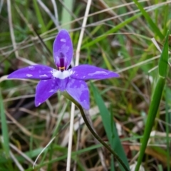 Glossodia major (Wax Lip Orchid) at Wingecarribee Local Government Area - 1 Oct 2021 by NigeHartley