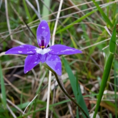 Glossodia major (Wax Lip Orchid) at Wingecarribee Local Government Area - 2 Oct 2021 by NigeHartley