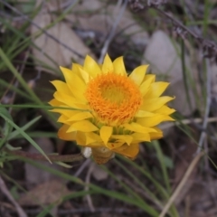 Xerochrysum viscosum (Sticky Everlasting) at Conder, ACT - 17 Sep 2021 by michaelb