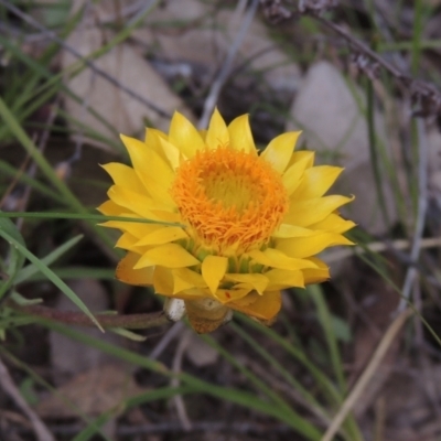 Xerochrysum viscosum (Sticky Everlasting) at Conder, ACT - 17 Sep 2021 by michaelb
