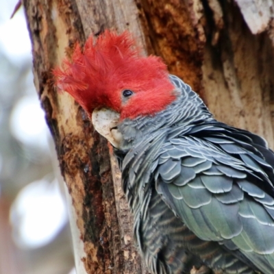 Callocephalon fimbriatum (Gang-gang Cockatoo) at GG153 - 2 Oct 2021 by LisaH