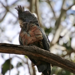 Callocephalon fimbriatum at Hughes, ACT - 2 Oct 2021