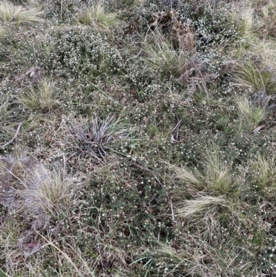 Leucopogon gelidus at Monga, NSW - 2 Oct 2021 by Roymondo