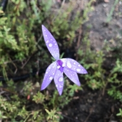 Glossodia major (Wax Lip Orchid) at Tennent, ACT - 1 Oct 2021 by BrianH