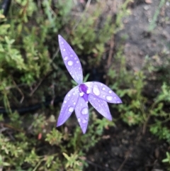 Glossodia major (Wax Lip Orchid) at Tennent, ACT - 2 Oct 2021 by BrianH