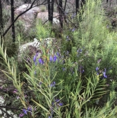 Stypandra glauca (Nodding Blue Lily) at Tennent, ACT - 1 Oct 2021 by BrianH