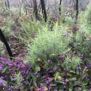 Hardenbergia violacea at Tennent, ACT - 2 Oct 2021 07:42 AM