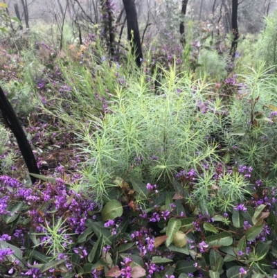 Hardenbergia violacea (False Sarsaparilla) at Tennent, ACT - 2 Oct 2021 by BrianH