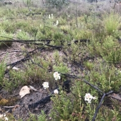 Stackhousia monogyna (Creamy Candles) at Tennent, ACT - 2 Oct 2021 by BrianH