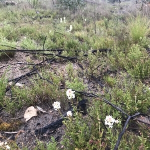 Stackhousia monogyna at Tennent, ACT - 2 Oct 2021