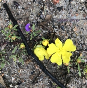 Hibbertia obtusifolia at Tennent, ACT - 2 Oct 2021 07:59 AM