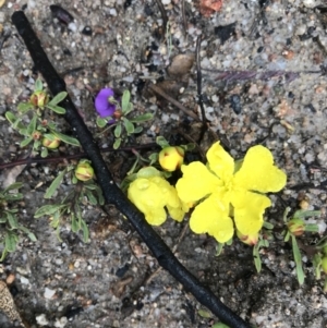 Hibbertia obtusifolia at Tennent, ACT - 2 Oct 2021