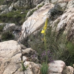 Bulbine glauca (Rock Lily) at Namadgi National Park - 2 Oct 2021 by BrianH