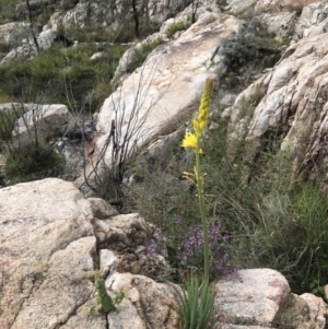 Bulbine glauca at Tennent, ACT - 2 Oct 2021 10:01 AM