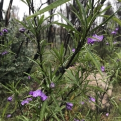 Solanum linearifolium (Kangaroo Apple) at Tennent, ACT - 1 Oct 2021 by BrianH