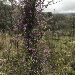 Glycine clandestina (Twining Glycine) at Tennent, ACT - 1 Oct 2021 by BrianH