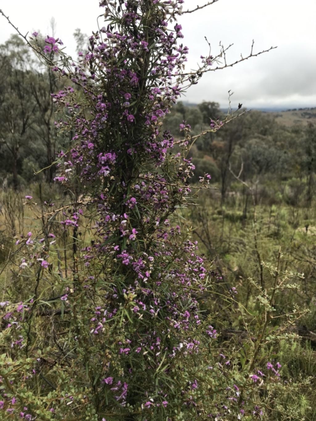 Glycine clandestina at Tennent, ACT - 2 Oct 2021
