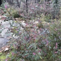 Indigofera australis subsp. australis (Australian Indigo) at Tennent, ACT - 1 Oct 2021 by BrianH