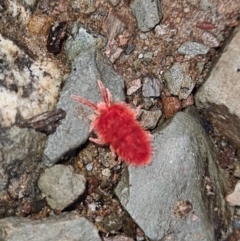 Trombidiidae (family) (Red velvet mite) at Molonglo Gorge - 1 Oct 2021 by Kristy