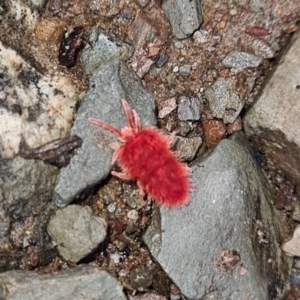 Trombidiidae (family) at Kowen, ACT - 1 Oct 2021 12:05 PM