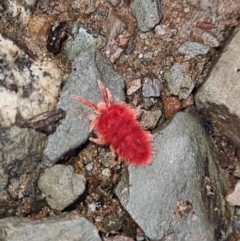 Trombidiidae sp. (family) (Red velvet mite) at Molonglo Gorge - 1 Oct 2021 by Kristy