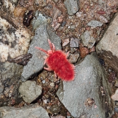 Trombidiidae (family) (Red velvet mite) at Molonglo Gorge - 1 Oct 2021 by Kristy