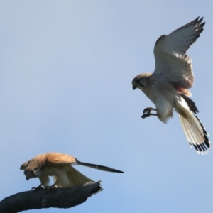 Falco cenchroides at Throsby, ACT - suppressed