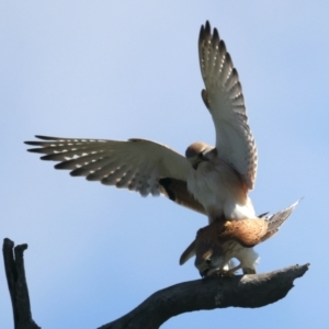 Falco cenchroides at Throsby, ACT - suppressed