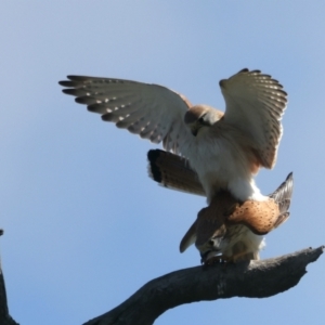 Falco cenchroides at Throsby, ACT - suppressed