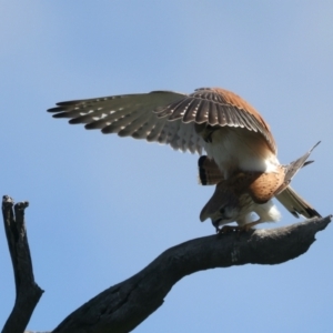 Falco cenchroides at Throsby, ACT - suppressed