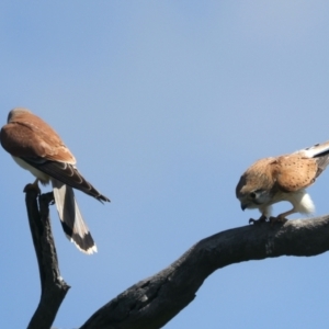 Falco cenchroides at Throsby, ACT - suppressed