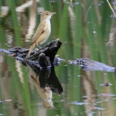 Acrocephalus australis (Australian Reed-Warbler) at Fyshwick, ACT - 1 Oct 2021 by RodDeb