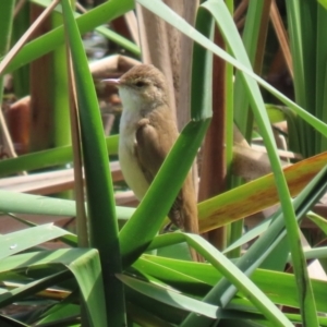 Acrocephalus australis at Fyshwick, ACT - 1 Oct 2021