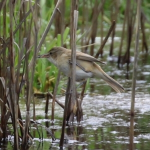 Acrocephalus australis at Fyshwick, ACT - 1 Oct 2021