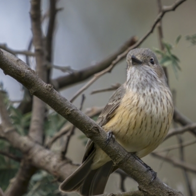 Pachycephala rufiventris (Rufous Whistler) at Mount Ainslie - 27 Sep 2021 by trevsci