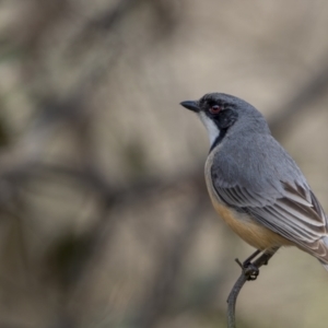 Pachycephala rufiventris at Majura, ACT - 27 Sep 2021