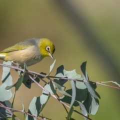 Zosterops lateralis (Silvereye) at Mount Ainslie - 27 Sep 2021 by trevsci