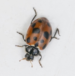 Hippodamia variegata at Googong, NSW - 28 Sep 2021 11:20 AM