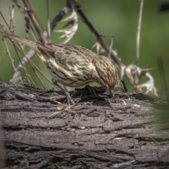 Pyrrholaemus sagittatus (Speckled Warbler) at Mount Ainslie - 27 Sep 2021 by trevsci