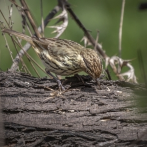 Pyrrholaemus sagittatus at Majura, ACT - 27 Sep 2021