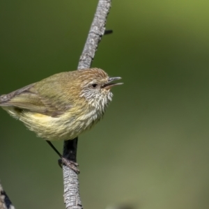 Acanthiza lineata at Pialligo, ACT - 27 Sep 2021