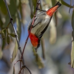 Dicaeum hirundinaceum (Mistletoebird) at Mount Ainslie - 27 Sep 2021 by trevsci