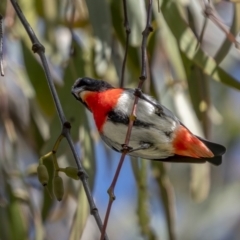 Dicaeum hirundinaceum at Majura, ACT - 27 Sep 2021