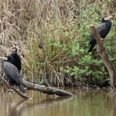 Phalacrocorax carbo (Great Cormorant) at Fyshwick, ACT - 1 Oct 2021 by RodDeb