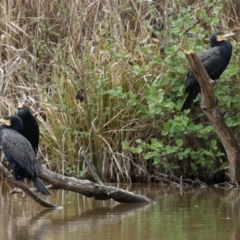 Phalacrocorax carbo at Fyshwick, ACT - 1 Oct 2021 12:57 PM