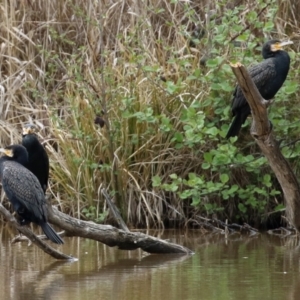 Phalacrocorax carbo at Fyshwick, ACT - 1 Oct 2021