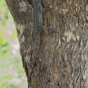 Amphibolurus muricatus at Googong, NSW - 2 Oct 2021